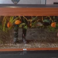 Acquario juwel Rio 180