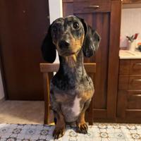 Cane Bassotto Arlecchino femmina monta