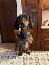 Cane Bassotto Arlecchino femmina monta