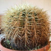 Cuscino della suocera