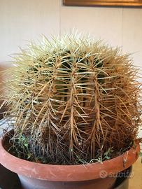 Cuscino della suocera