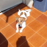 Jack Russell
