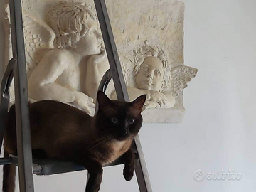 Siamesi thay cuccioli