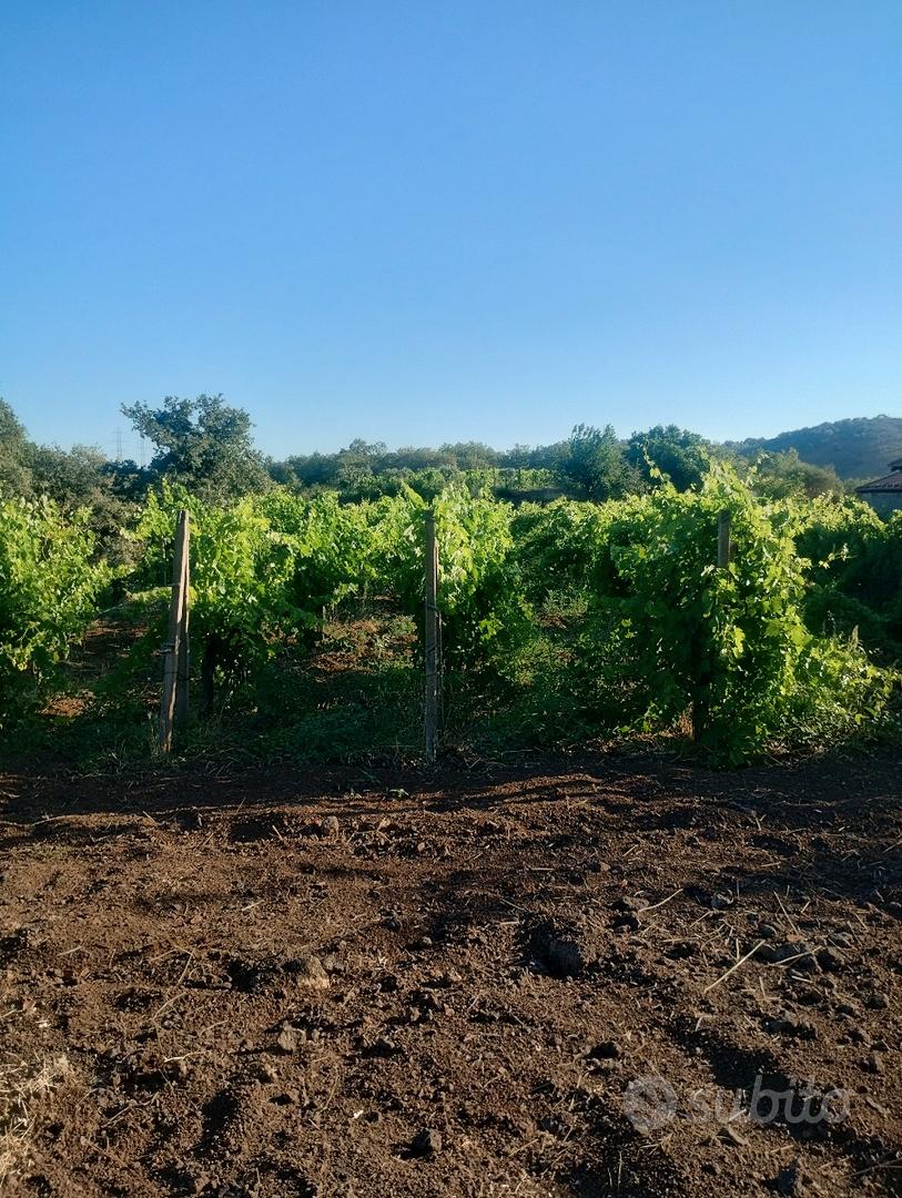 Terreno zona doc dell'etna - Vista 3