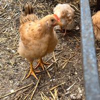 Pulcino di gallina Robusta Lionata