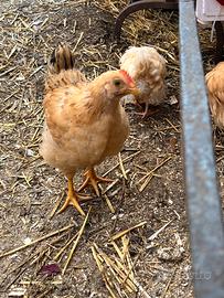 Pulcino di gallina Robusta Lionata