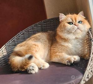 British shorthair