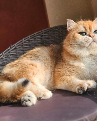 British shorthair