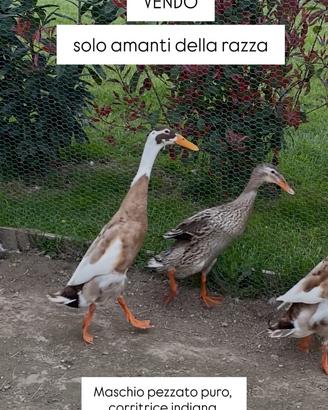 Maschio anatra corritrice indiana