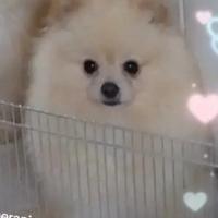 Spitz di pomerania nani tedeschi