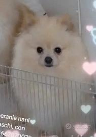 Spitz di pomerania nani tedeschi