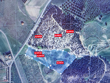 Terreno agricolo con casa