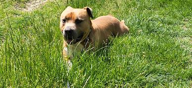 Amstaff con pedigree per accoppiamento