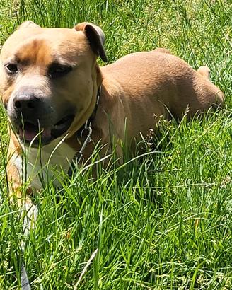 Amstaff con pedigree per accoppiamento