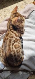 Cucciolo femmina gatto bengala - ped. ENFI