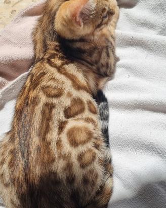 Cucciolo femmina gatto bengala - ped. ENFI