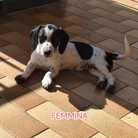 BASSOTTI PIEBALD taglia nana