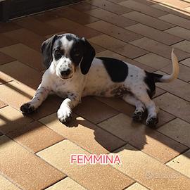 BASSOTTI PIEBALD taglia nana