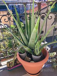 Aloe Vera Bio