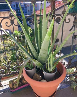 Aloe Vera Bio