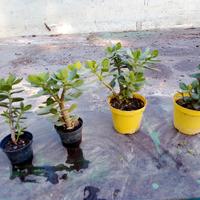 alberi di Giada piccoli € 2 grandi € 3