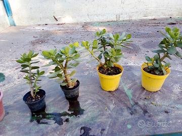 alberi di Giada piccoli € 2 grandi € 3