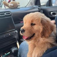 Cucciola Golden Retriver Americano
