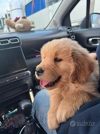 Cucciola Golden Retriver Americano