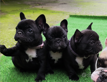 Bouledogue bulldog francese PEDIGREE