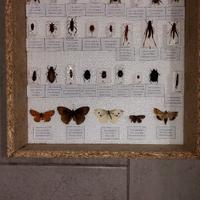 Scatola entomologica 30 insetti ebtomologia