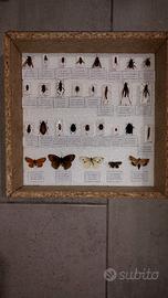 Scatola entomologica 30 insetti ebtomologia