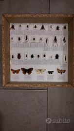 Scatola entomologica 30 insetti ebtomologia