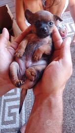 3 cuccioli