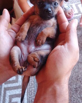 3 cuccioli