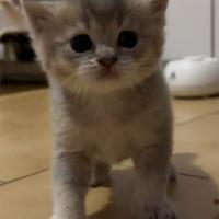 Gattini scottish Fold&straight