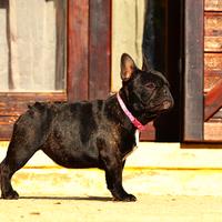 Femmina di bouledogue francese