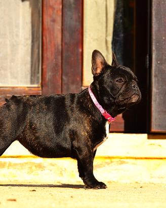 Femmina di bouledogue francese