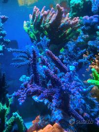 Talea loisette marrone punte azzurre