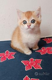 British Shorthair Golden