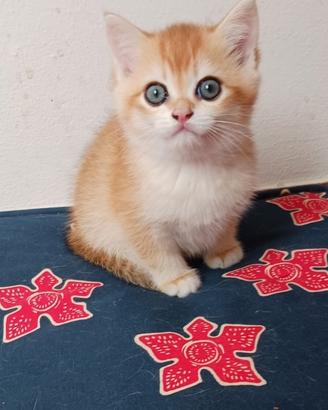 British Shorthair Golden