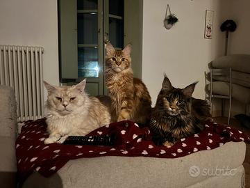 Meravigliosa Red Tabby