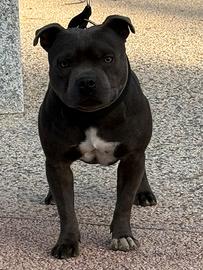 Staffordshire bull terrier