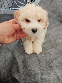 Maltipoo