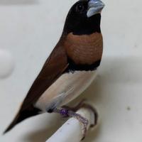 Donacole Pettocastano