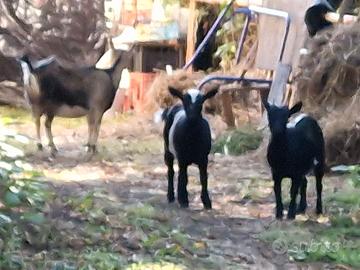 Animal