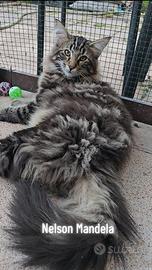 Cuccioli di Norvegesi delle foreste