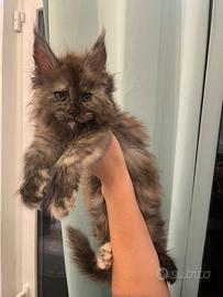 Maine Coon
