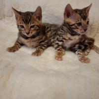 Gattina bengala disponibile da subito