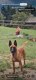 Pastore belga Malinois per accoppiamento