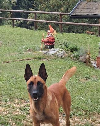 Pastore belga Malinois per accoppiamento